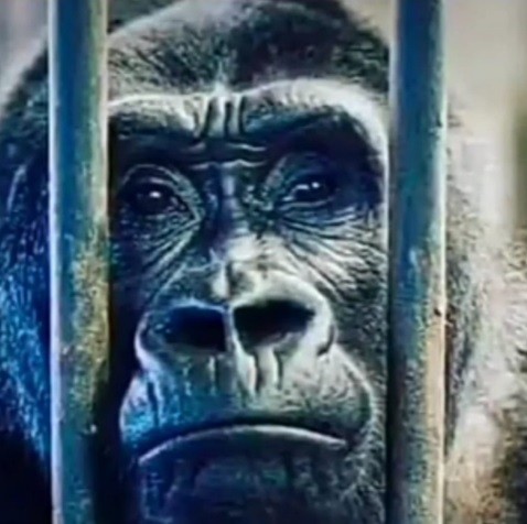 Novo Rock Brasil - Banda Esquema Simio